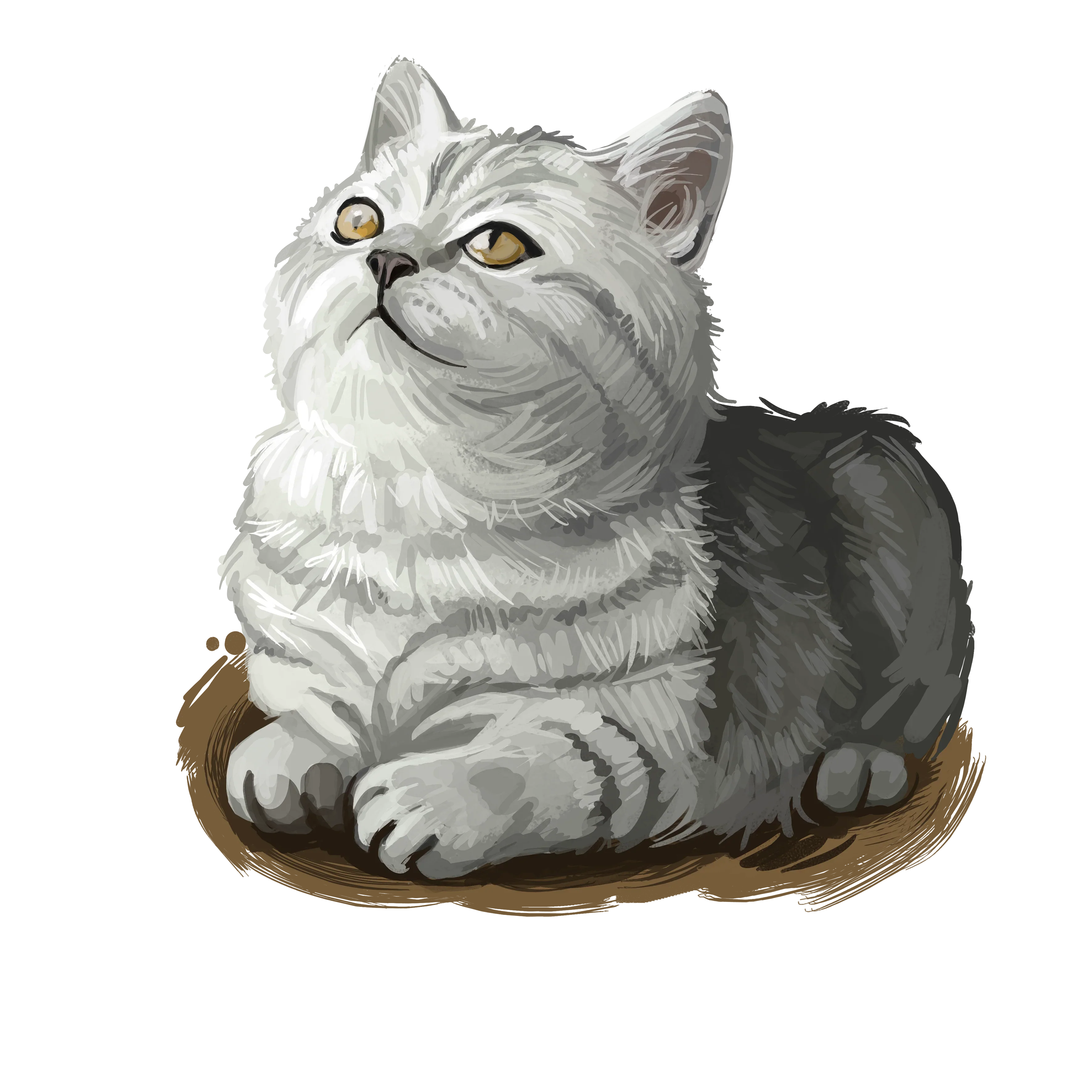 British Semi-Longhair Cat