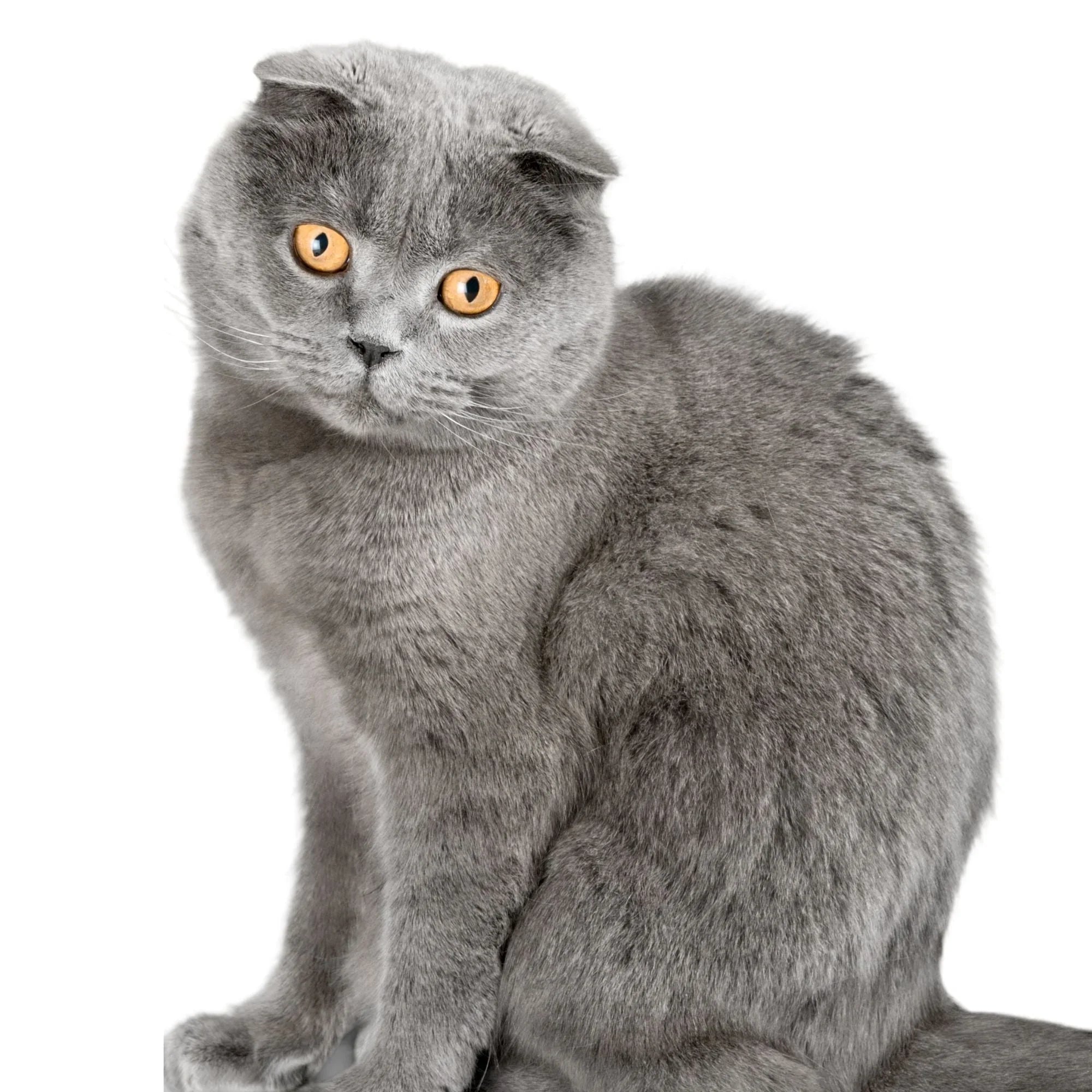 Scottish Fold Cat