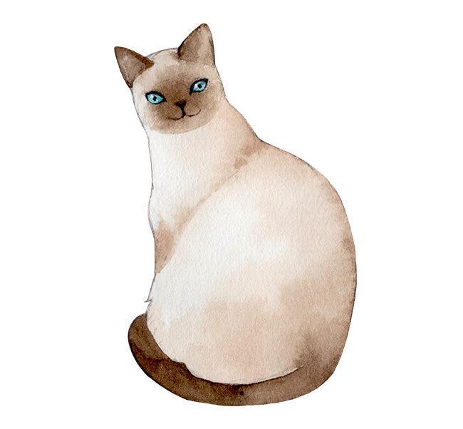 Siamese Cat