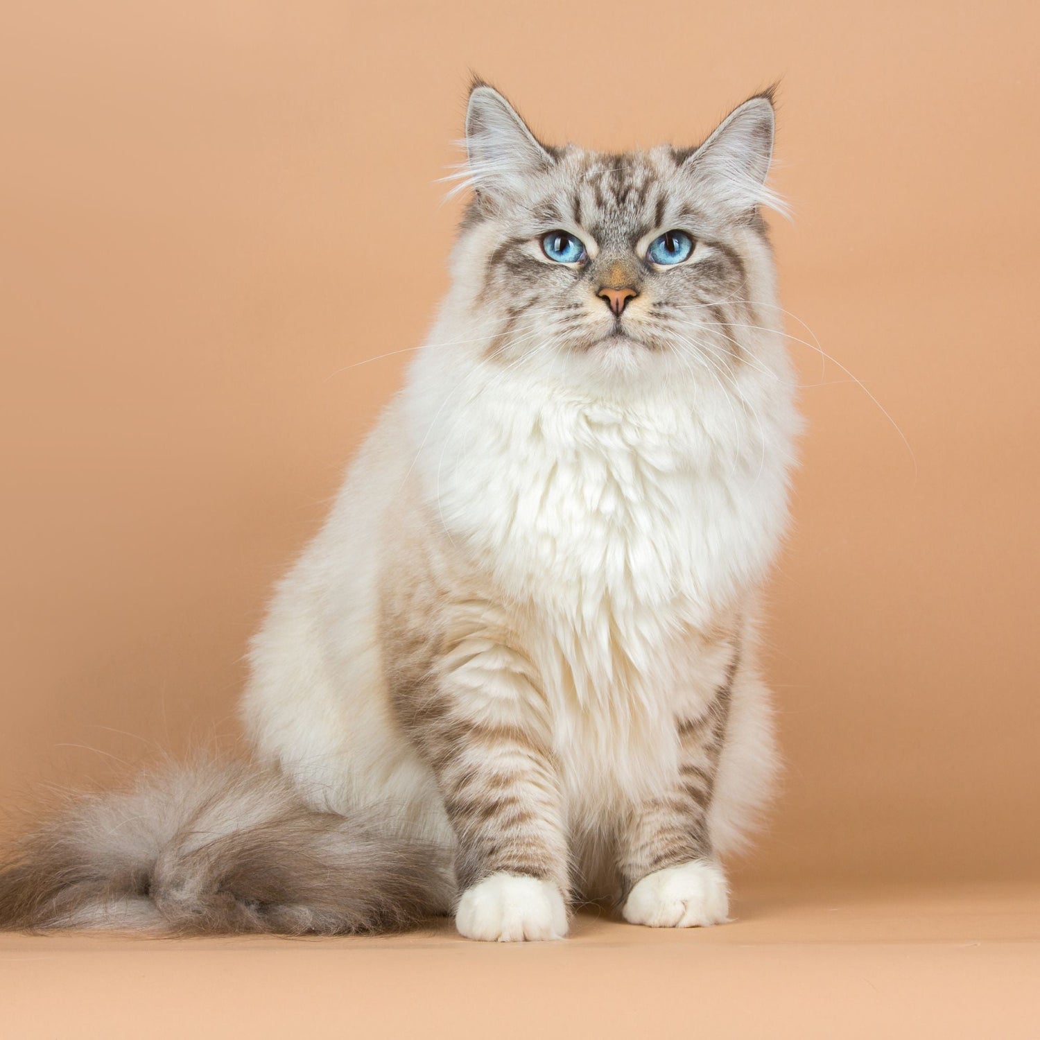 Black Coffee Mugs for Siberian Cat Lovers