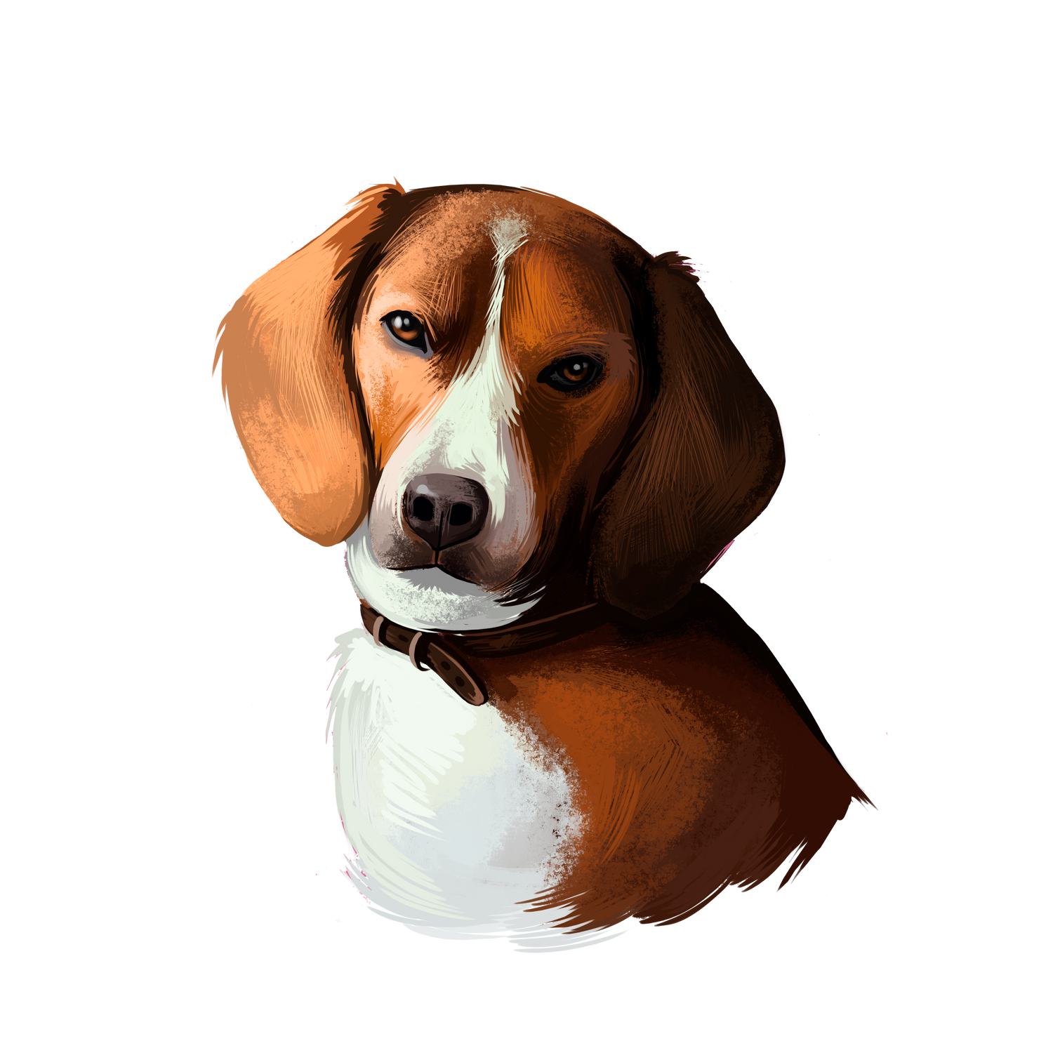 American Foxhound