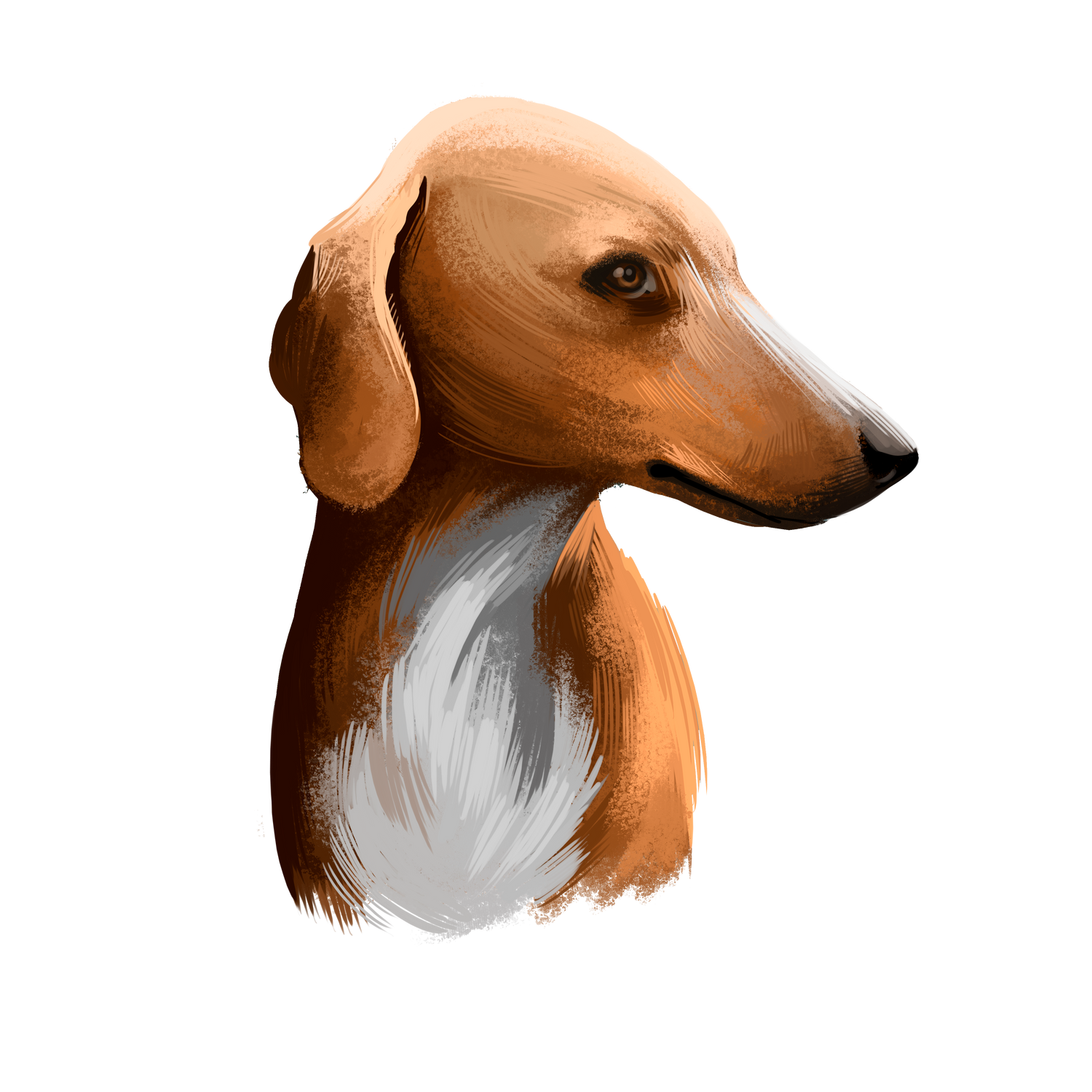 Azawakh Dog