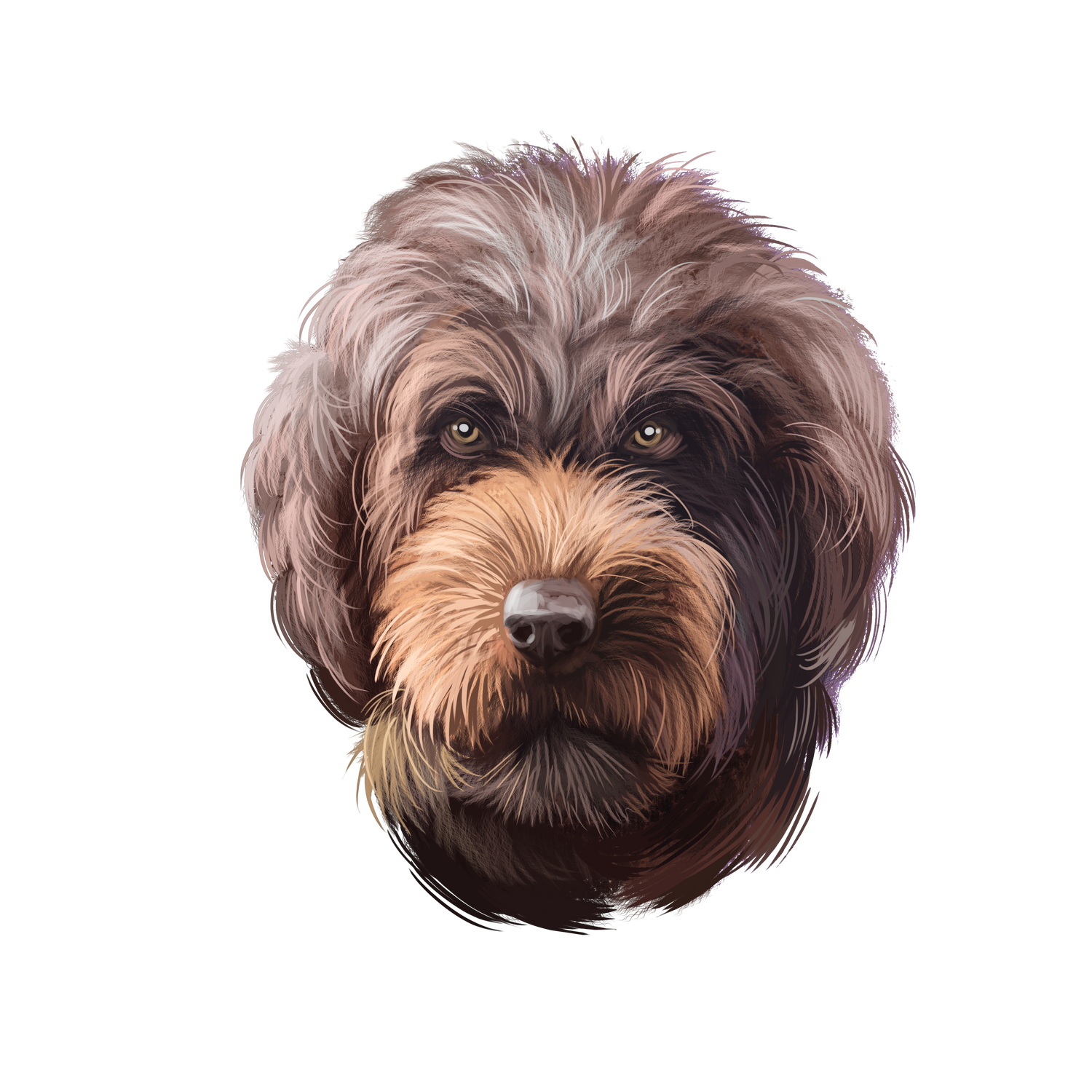 Barbet Dog