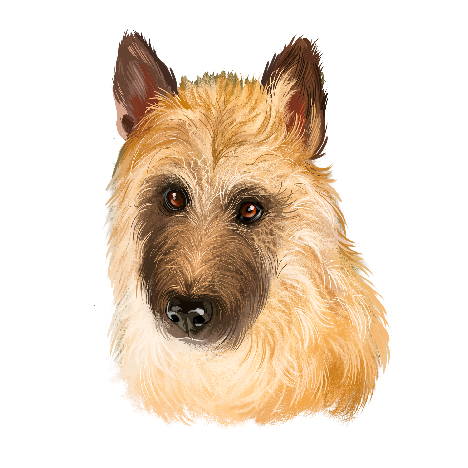 Belgian Laekenois