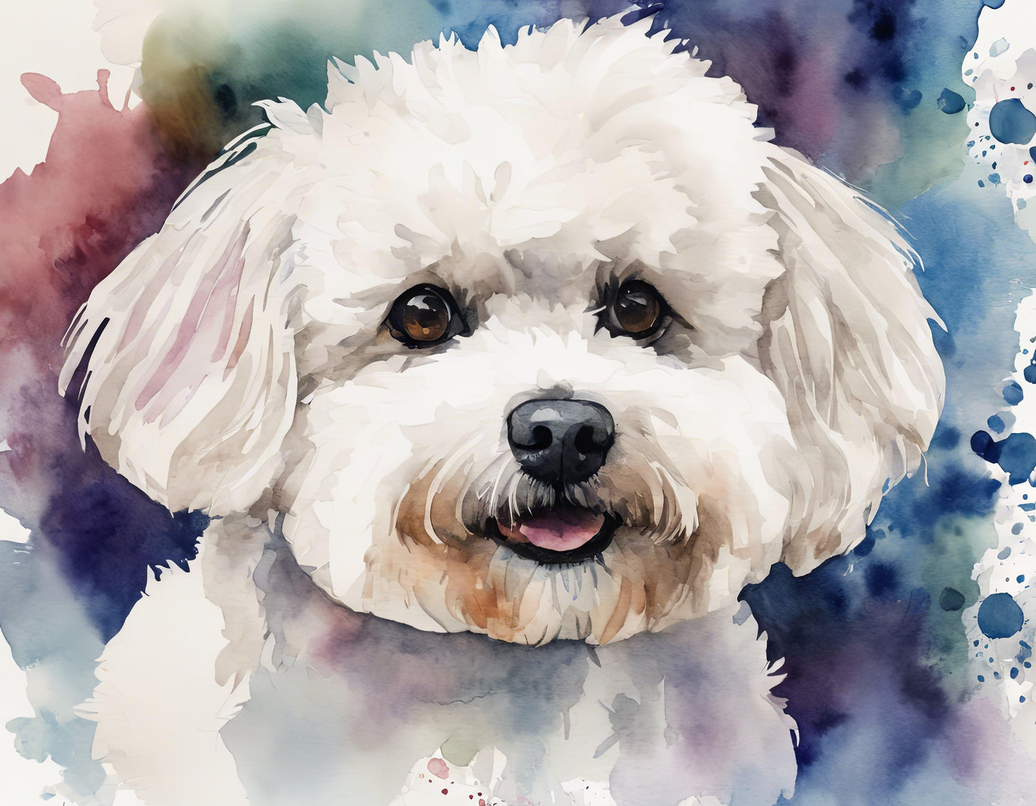 Bichon Frise