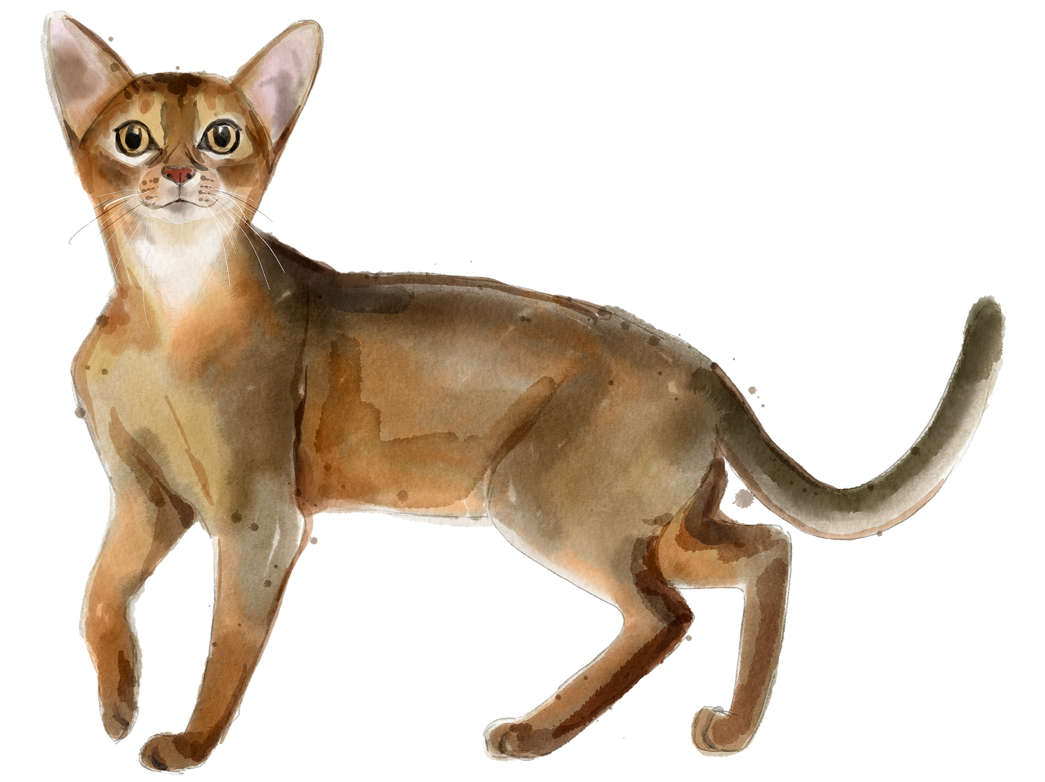 Black Coffee Mugs for Abyssinian Cat Lovers