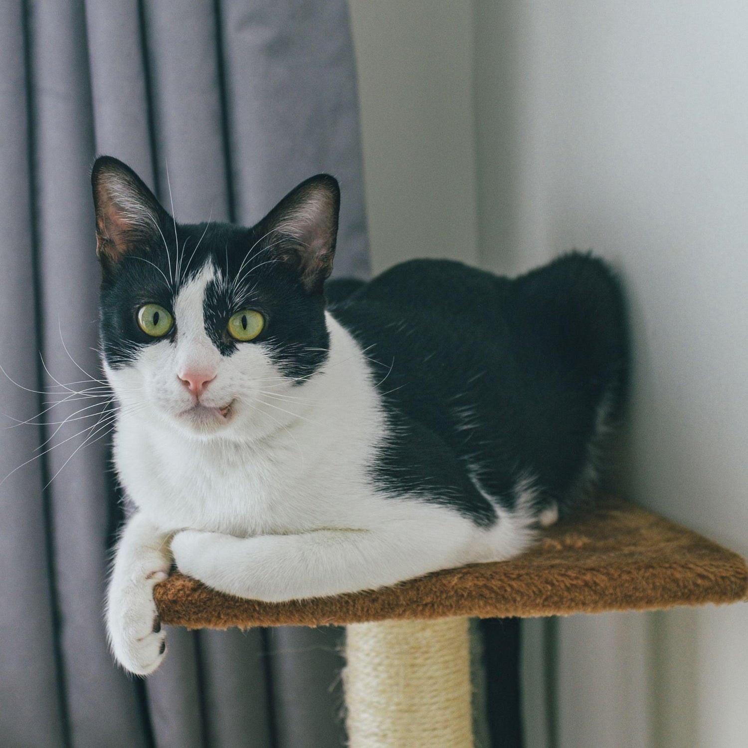 Black Coffee Mugs for Bicolor Cat Lovers