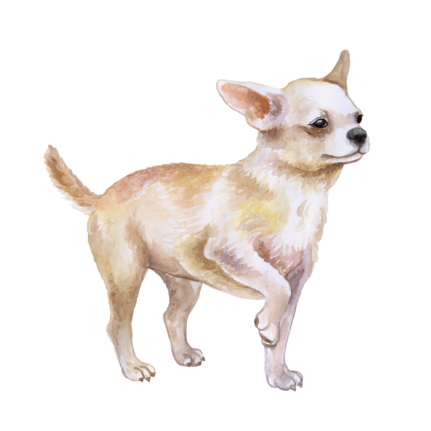 Black Coffee Mugs for Chihuahua Dog Lovers