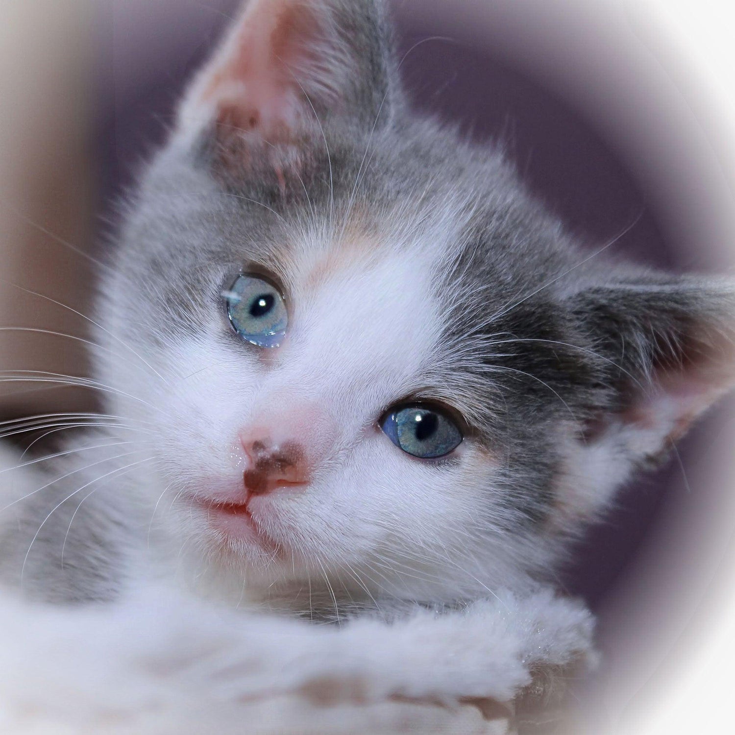 Black Coffee Mugs for Dilute Calico Cat Lovers