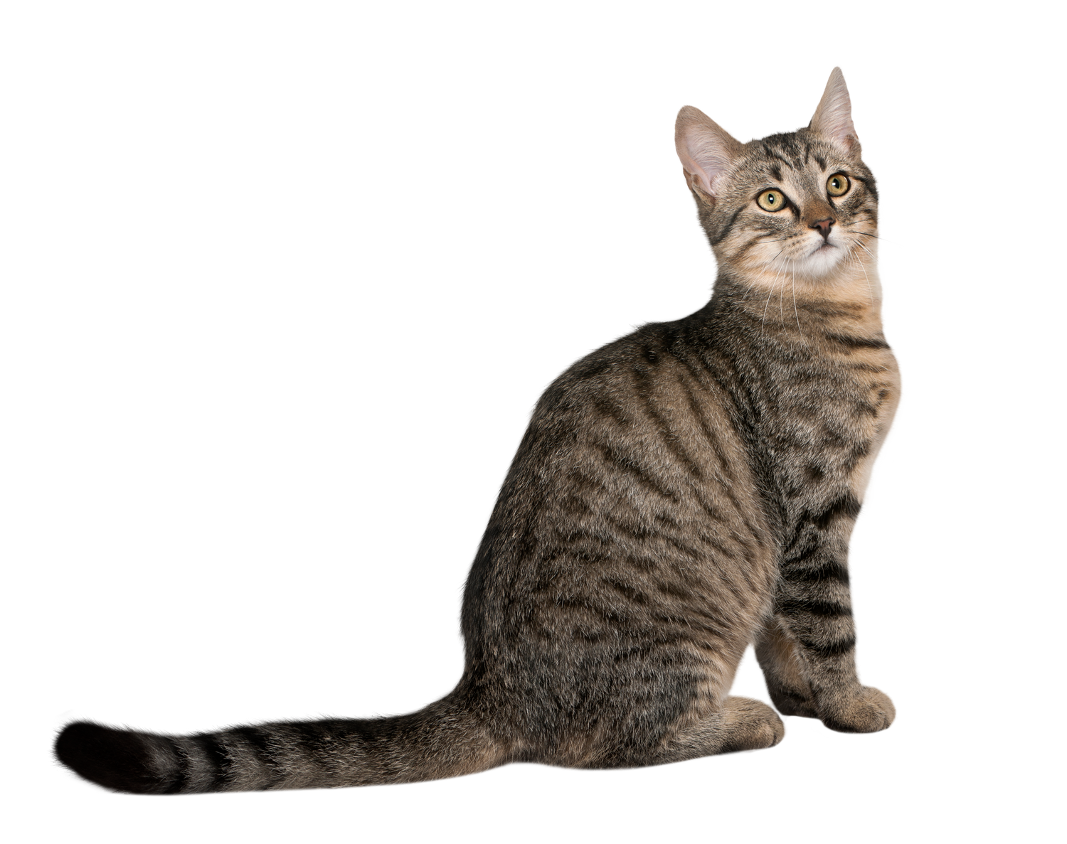 Black Coffee Mugs for Gray Tabby Cat Lovers
