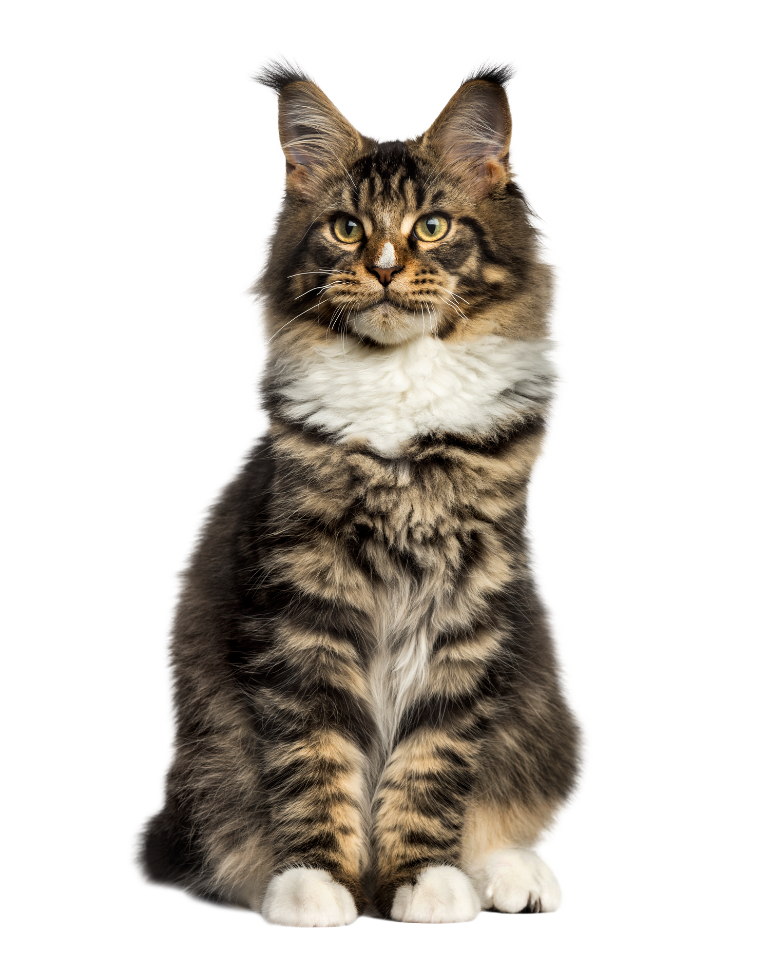 Black Coffee Mugs for Maine Coon Cat Lovers