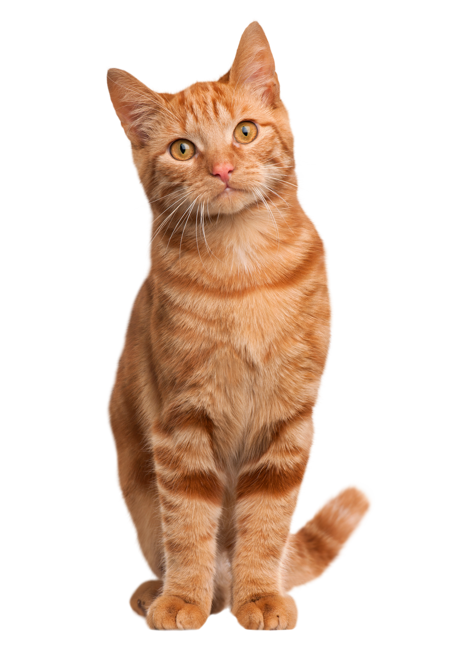 Black Coffee Mugs for Orange Tabby Cat Lovers