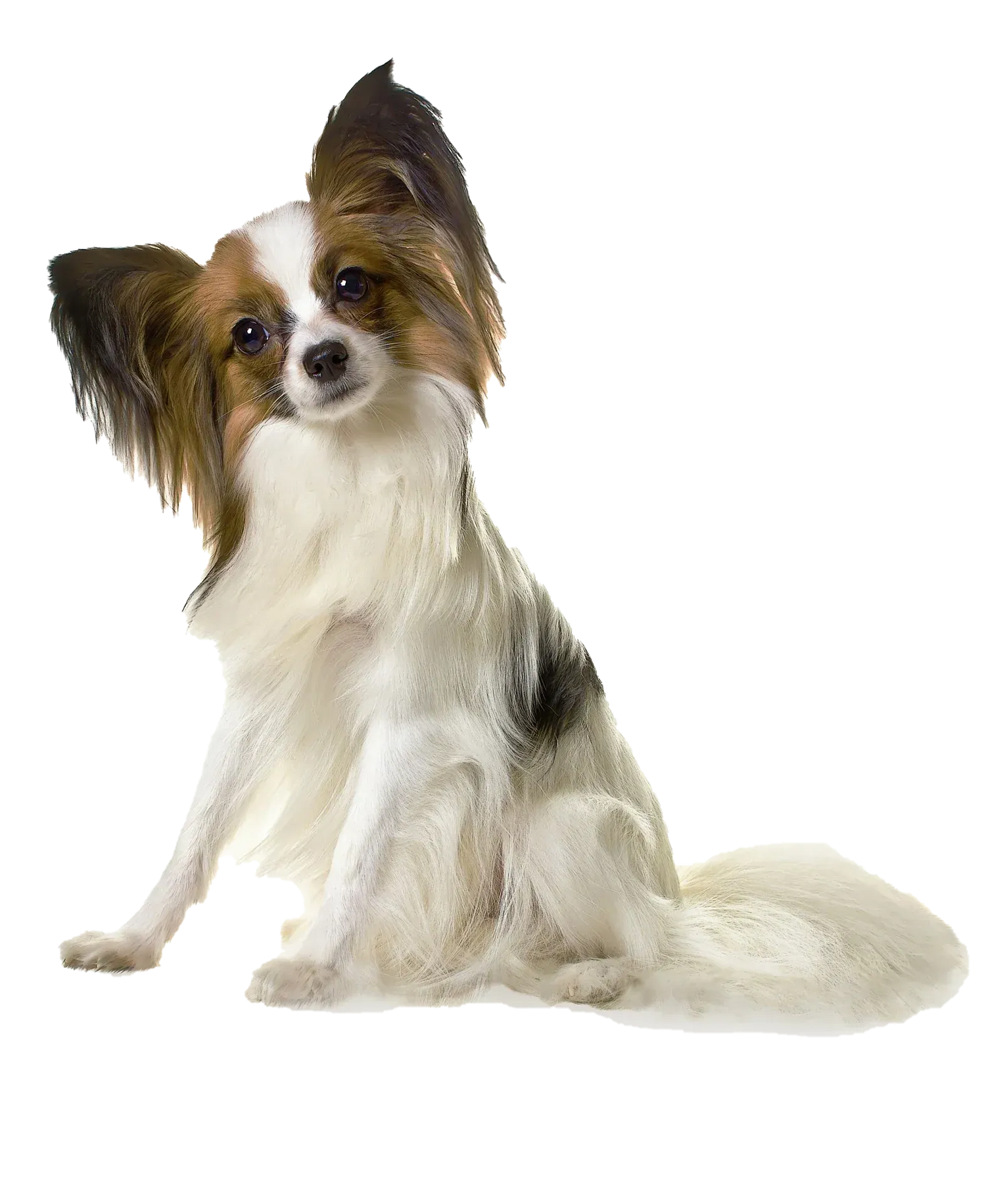 Black Coffee Mugs for Papillon Dog Lovers