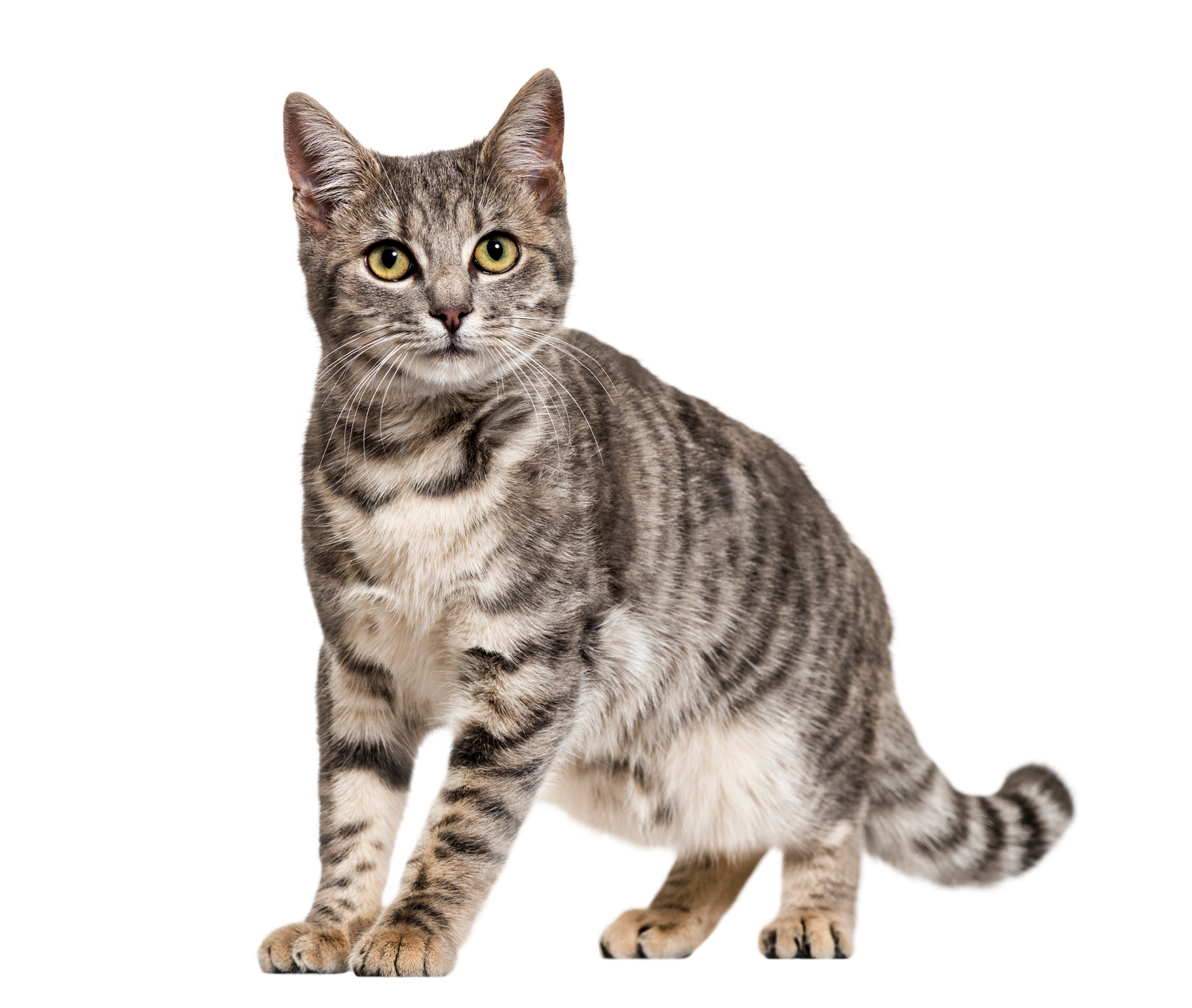 Black Coffee Mugs for Silver Tabby Cat Lovers
