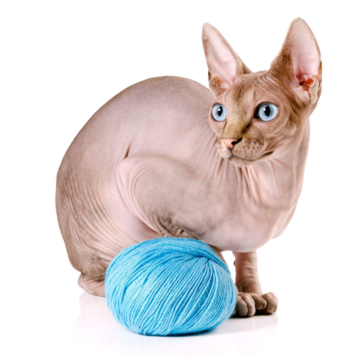 Black Coffee Mugs for Sphynx Cat Lovers