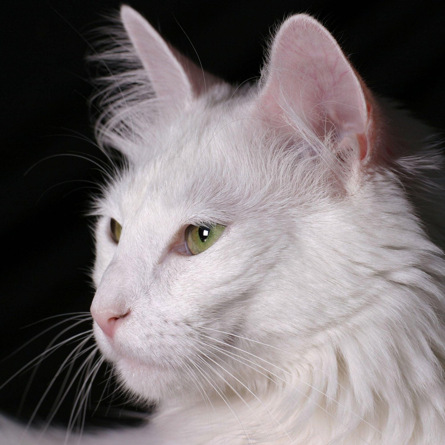 Black Coffee Mugs for Turkish Angora Cat Lovers