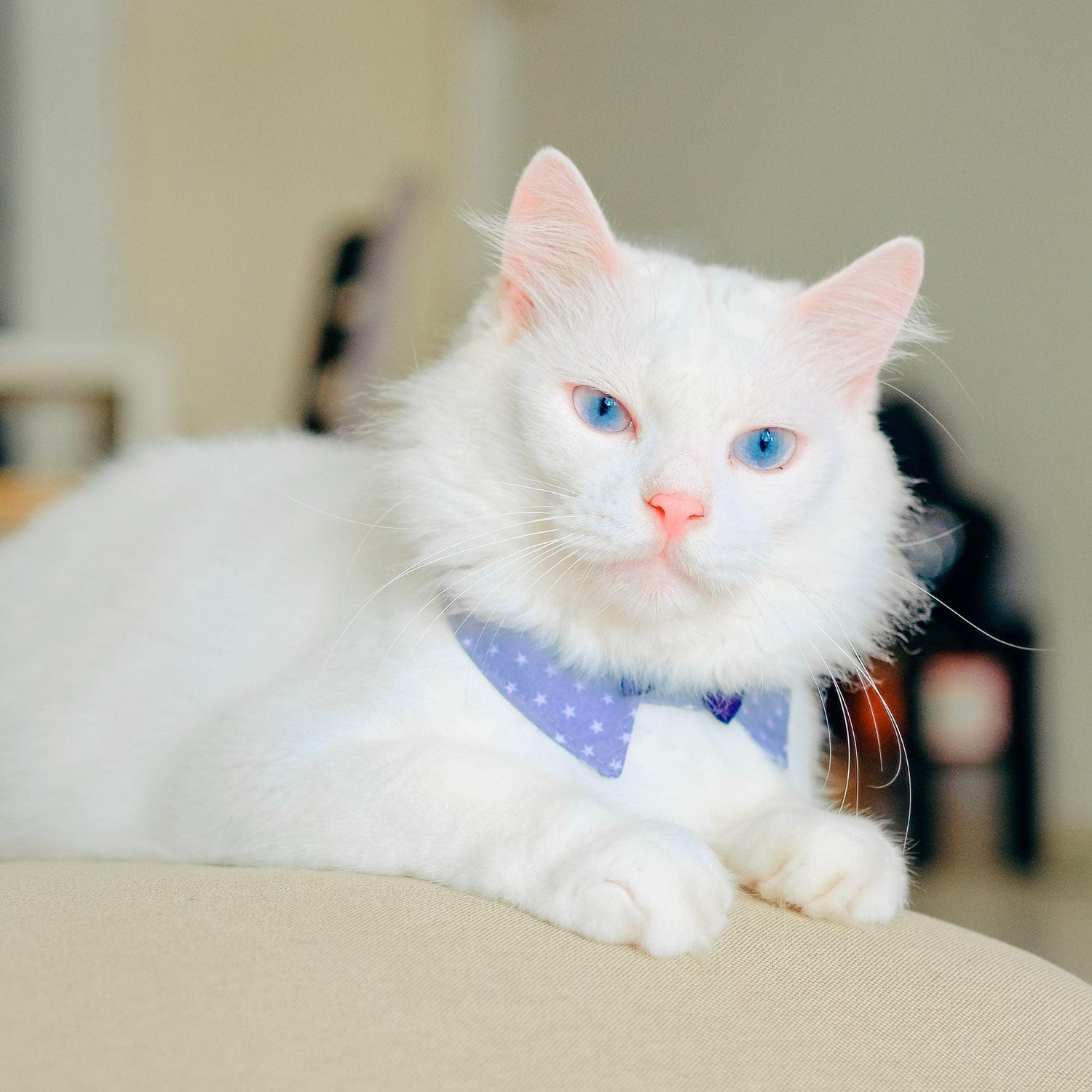 Black Coffee Mugs for White Cat Lovers