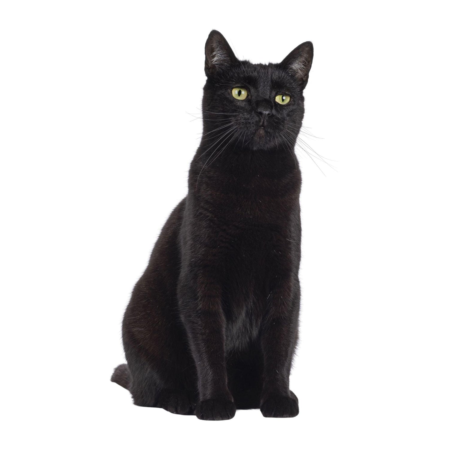 Bracelets for Black Cat Lovers