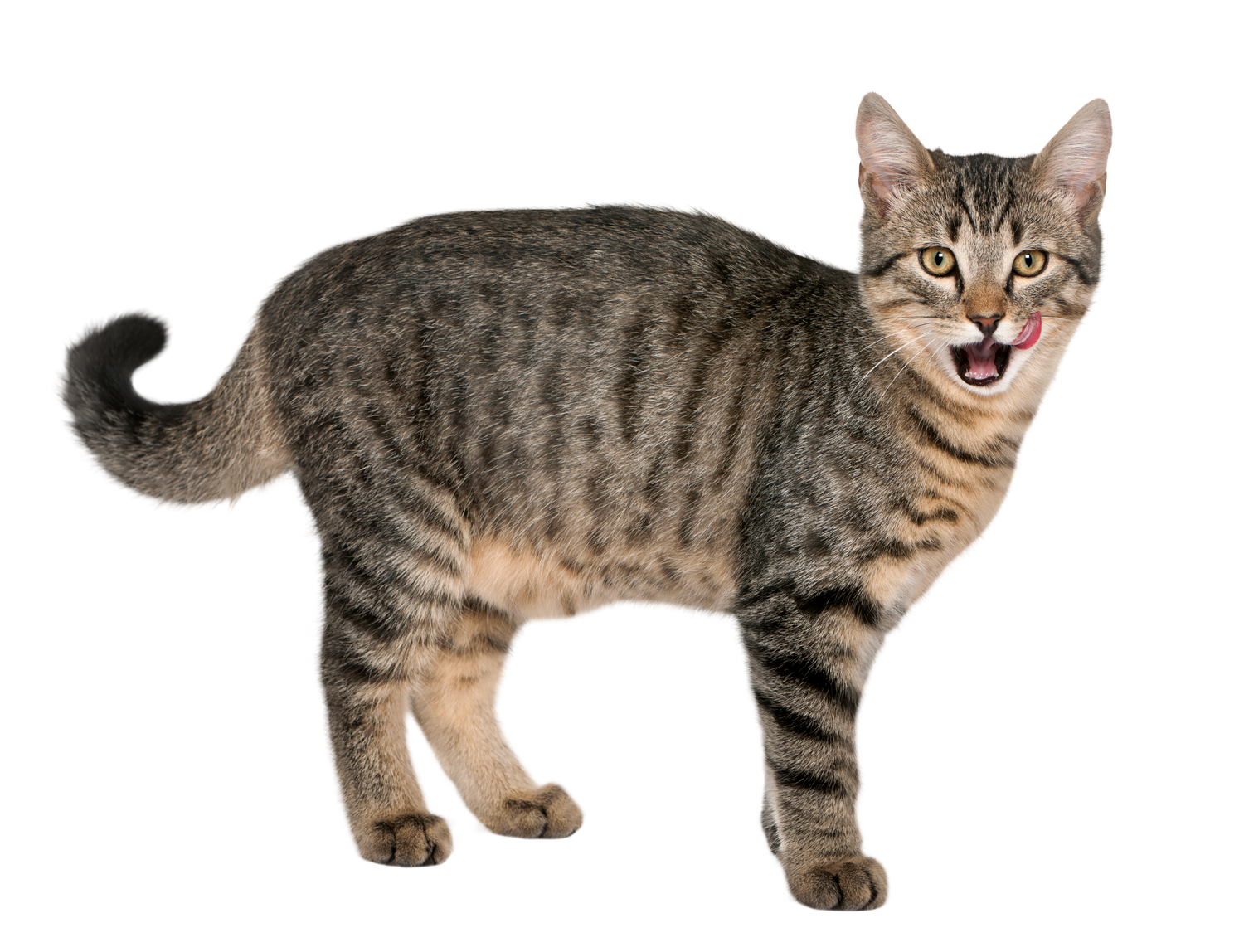 Bracelets for Tabby Cat Lovers