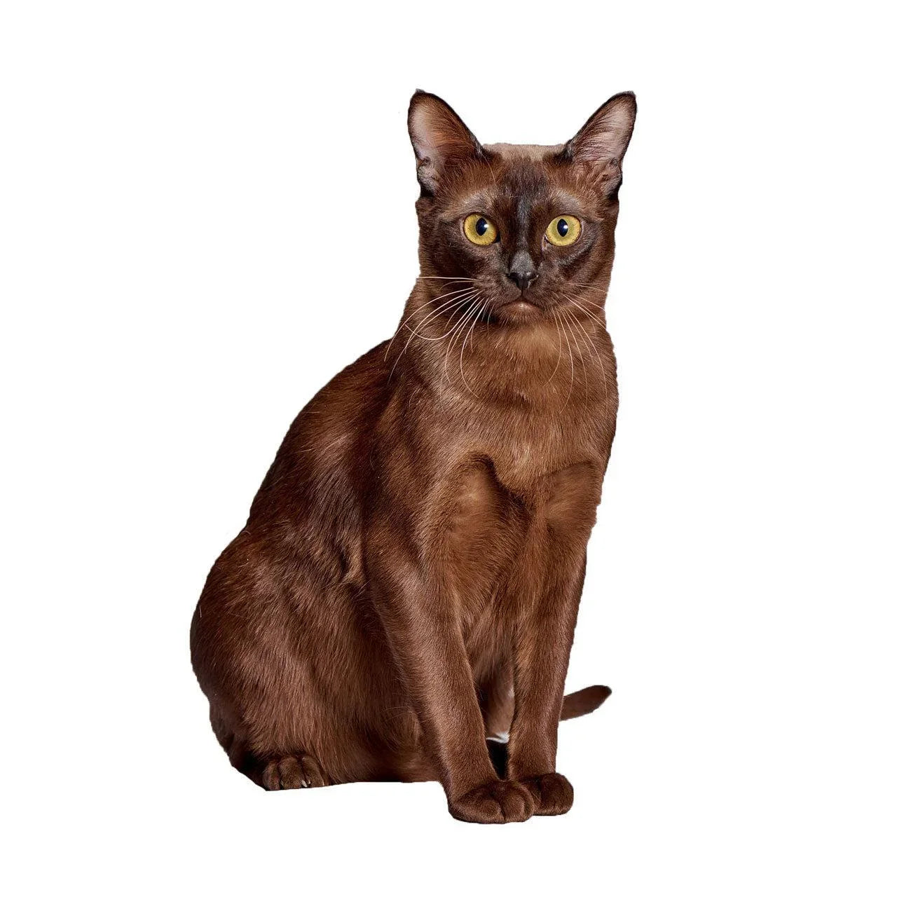 Burmese Cat