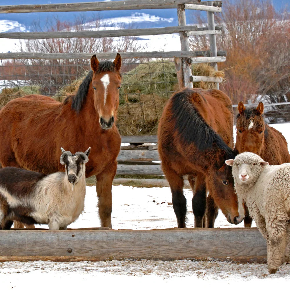 Farm Animals