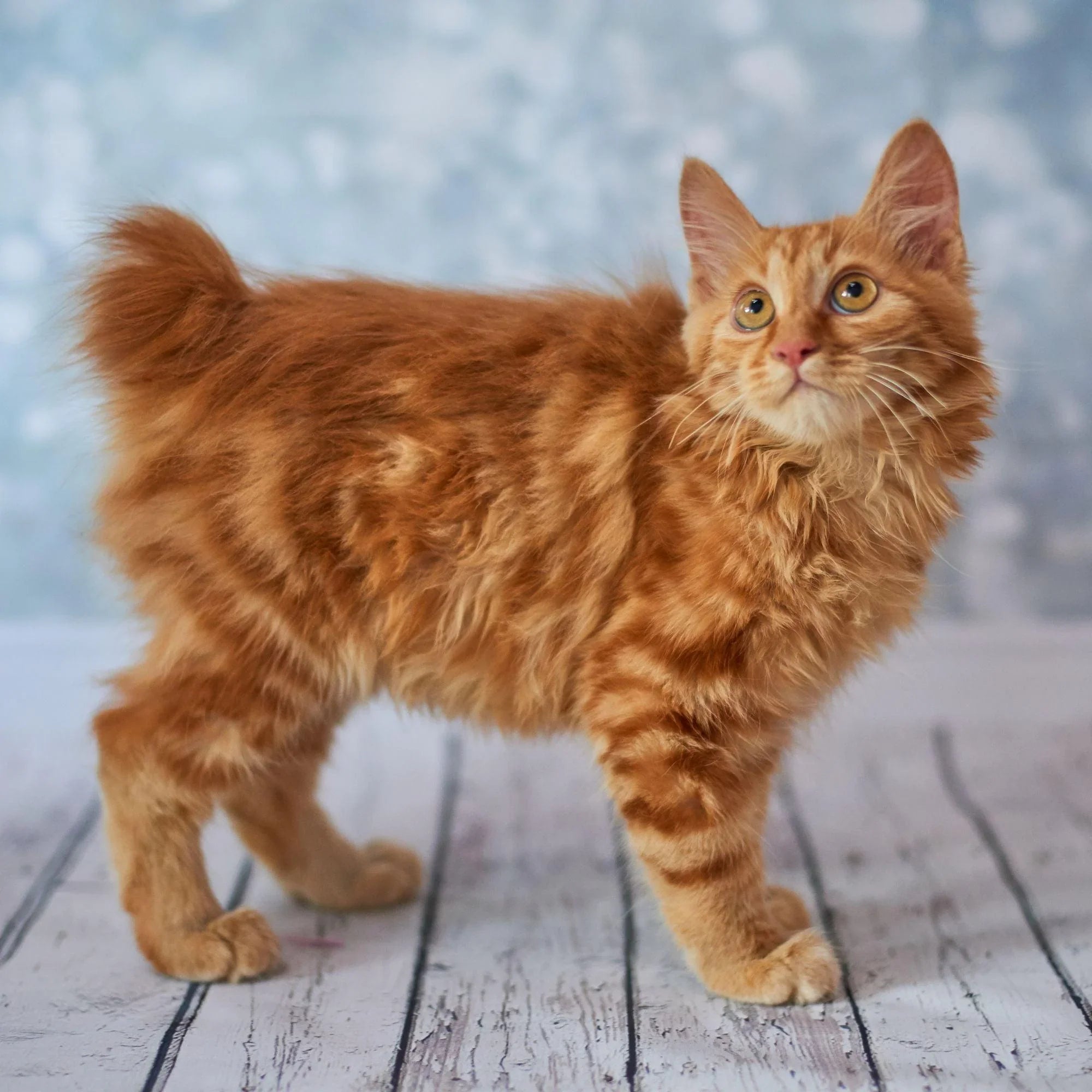 American Bobtail Cat