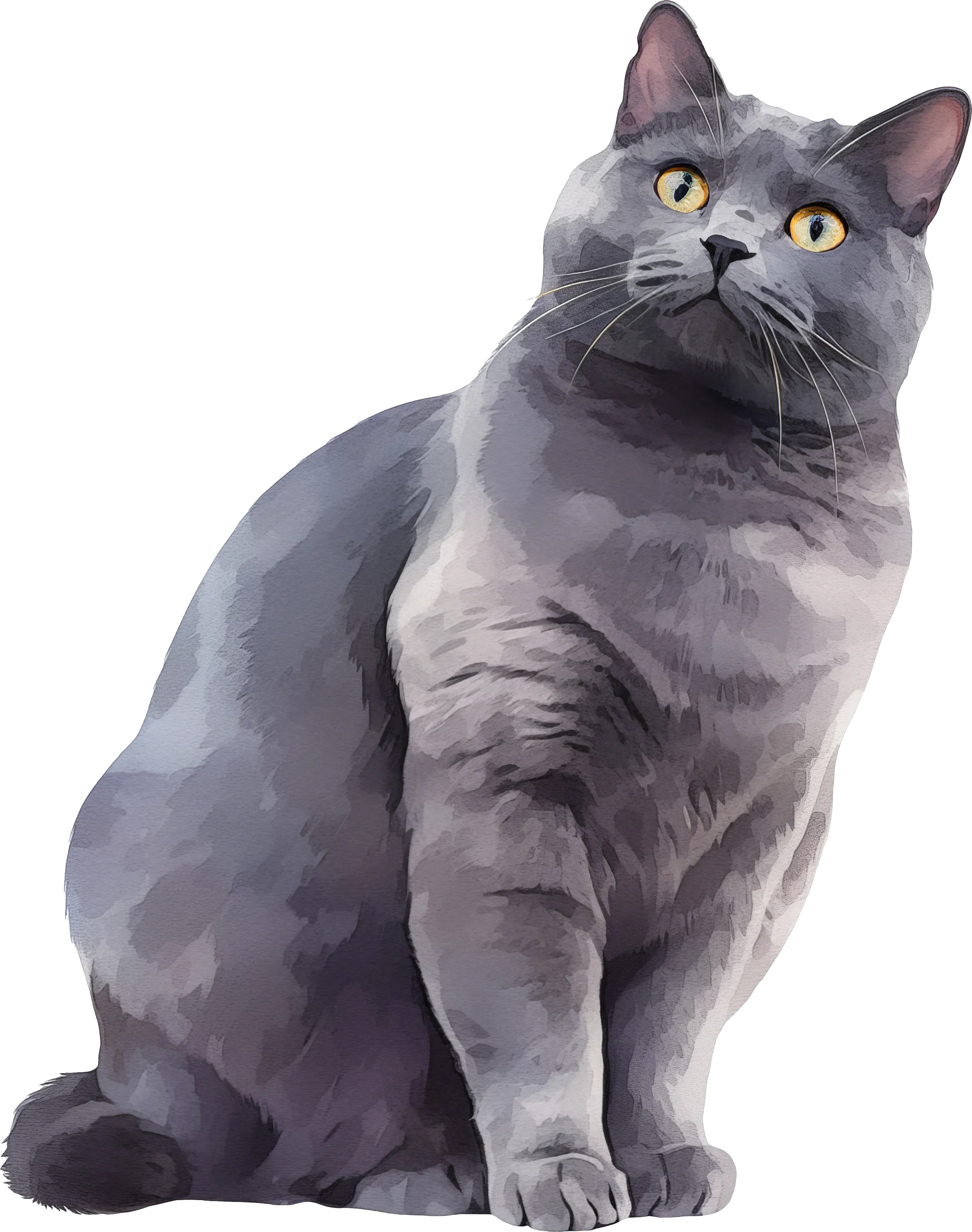 Chartreux Cat