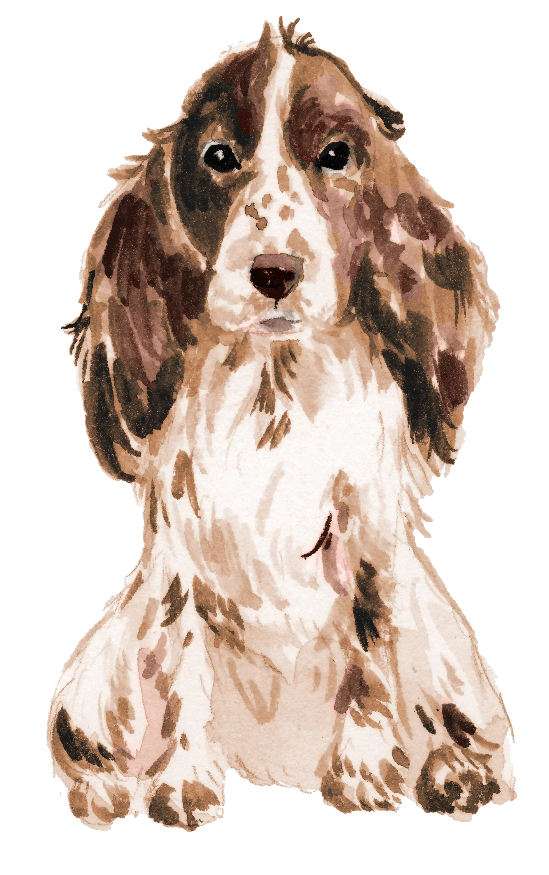 Cocker Spaniel Dog