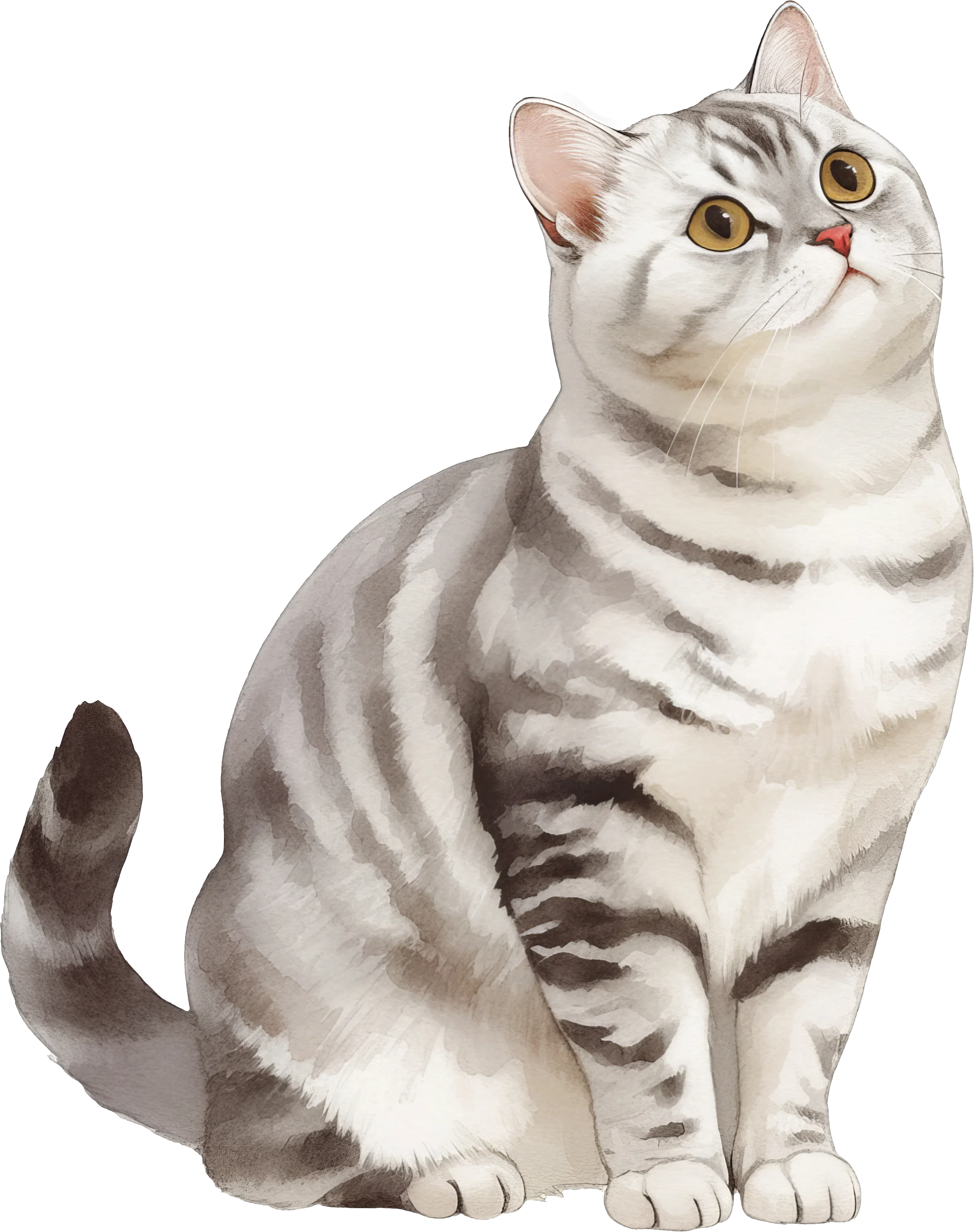 Domestic Shorthair Cat