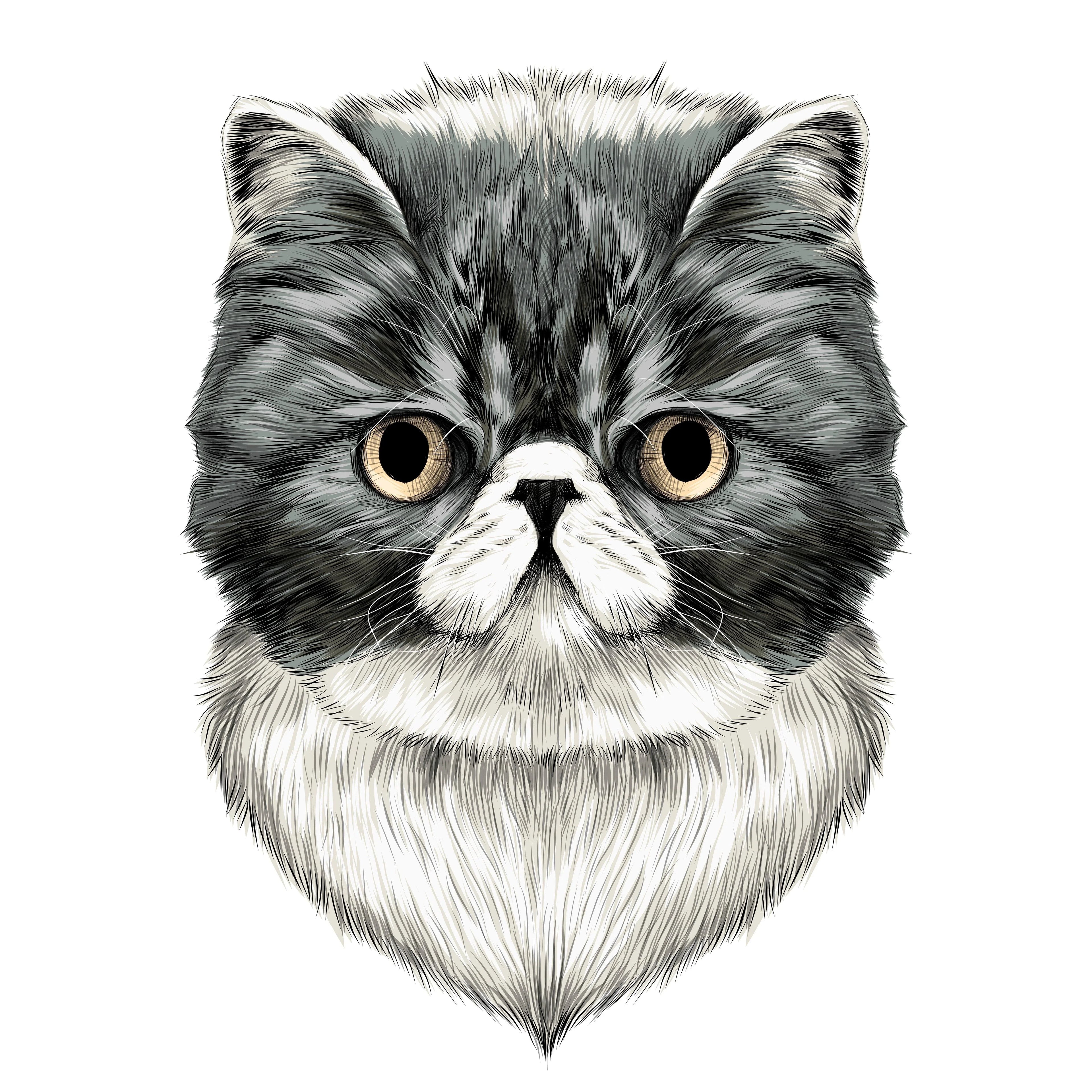 Exotic Shorthair Cat
