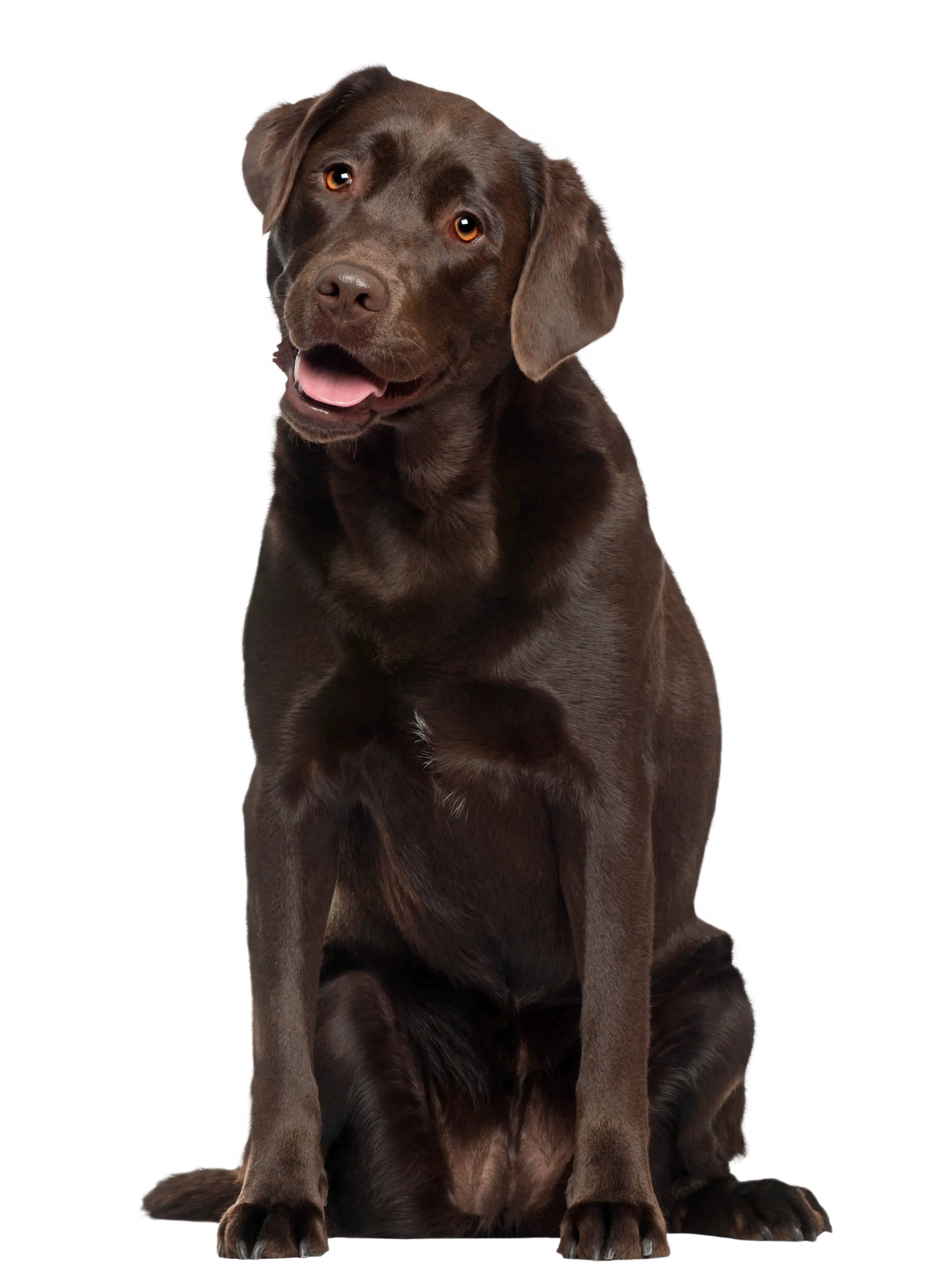 Labrador Retriever Dog – Mallard Moon Gift Shop
