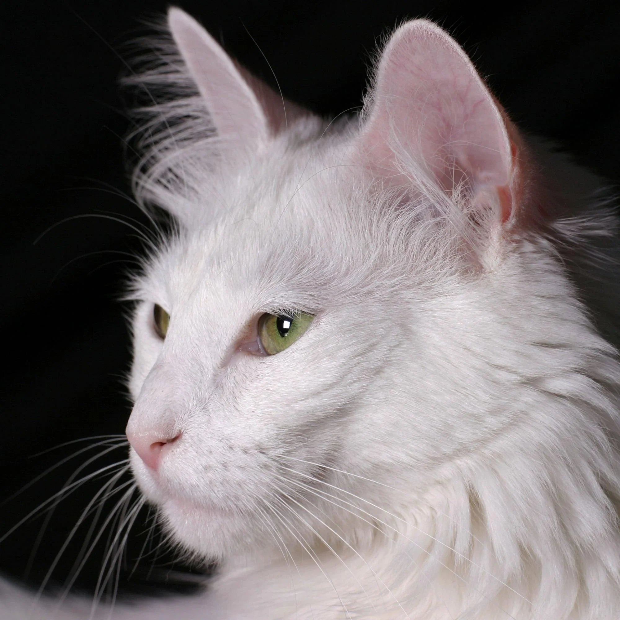Turkish Angora Cat