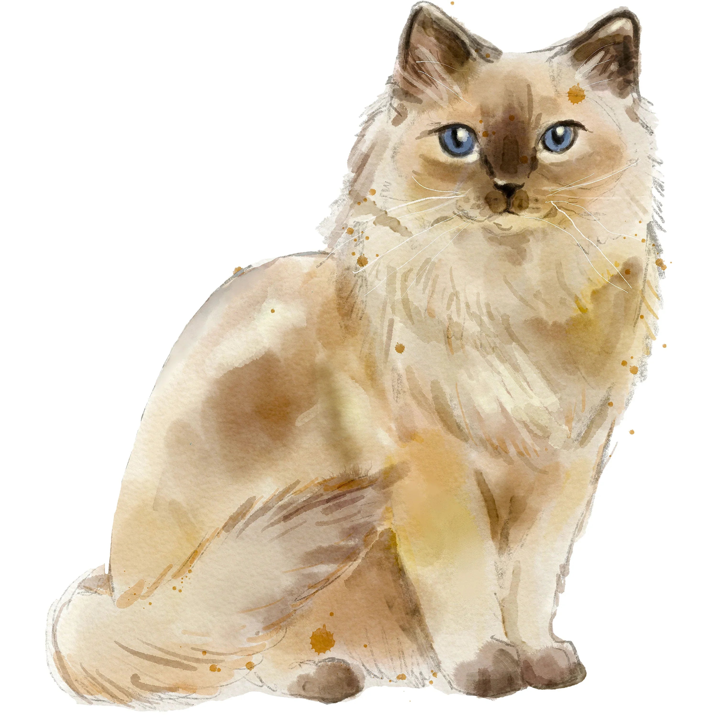 Ragdoll Cat