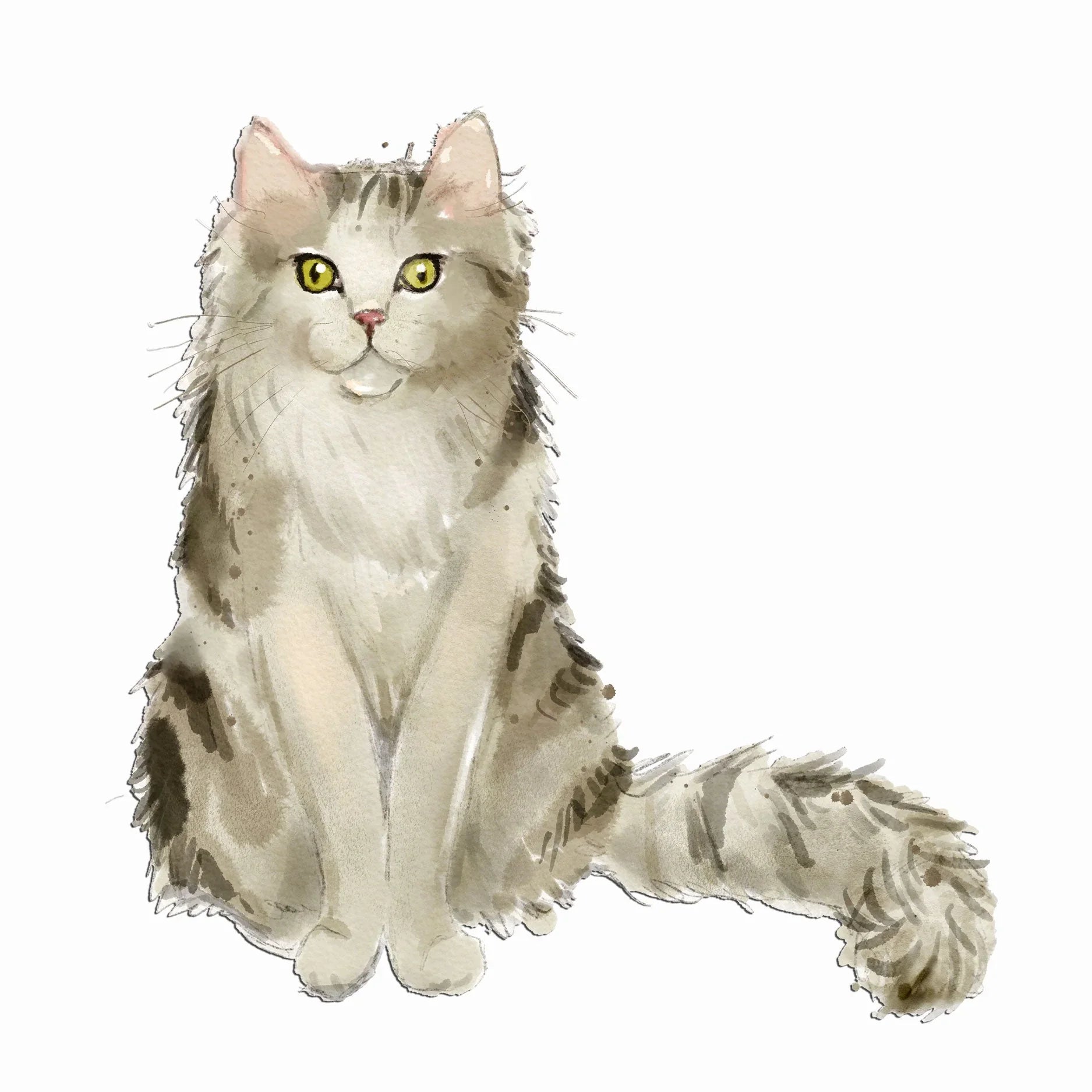 Ragamuffin Cat